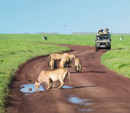 Thrilling Serengeti Safari Package
